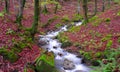 Waterfall among beech forest in the Sierra de Aralar, Gipuzkoa