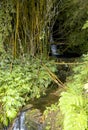 A tropical paradise on Maui with waterfalls, ferns, and fragrant blooming flowers. Royalty Free Stock Photo