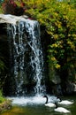 Waterfall and duck in Zoo of Los Angeles Royalty Free Stock Photo