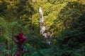 Waterfall and exotic plants. Cascade waterfall in tropical rainforest