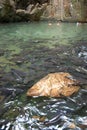 Waterfall fish Royalty Free Stock Photo