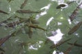 Waterfalls Fish Swimming View