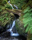 A waterfall flowing through lush green wilderness. Quinault Rainforest - Olympic National Park.