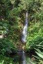 Waterfall flowing from thick forest