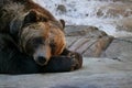 Tired Grizzly Bear Lies Down on Rock