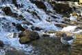 Waterfall flows, ducks are resting in the lake