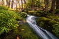 Waterfall flows gently in lush green foliage