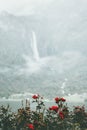 Waterfall in foggy mountains Landscape and red roses Royalty Free Stock Photo