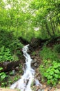 Waterfall In Forest