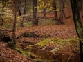 Stream in the forest