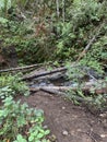 Waterfall in the Forest