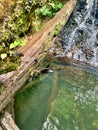 Waterfall in the Forest