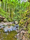 Waterfall in the Forest