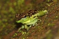 Waterfall frog Black-spotted Rock Skipper Staurois guttatus in natural habitat (Borneo)