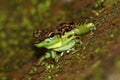 Waterfall frog Black-spotted Rock Skipper Staurois guttatus in natural habitat (Borneo)