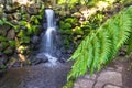 Waterfall and fern landscape Royalty Free Stock Photo