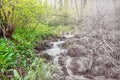 Waterfall hidden in the woods surrounded by bear garlic known as wild garlic or allium ursinum. Medicinal herb added to