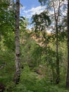 Waterfall. Huge gray boulders in the forest