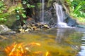 Waterfall with Japanese carp