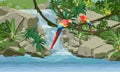 Waterfall in the jungle. Two bright macaw parrots on vines. Rock, creepers, banana trees and epiphytic ferns