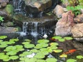 Waterfall Koi Fish Pond