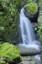 Waterfall and little bird