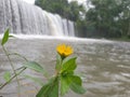 This yellow flower portrait with a waterfall background is located not far from Mount Merapi in Java, Indonesia. Royalty Free Stock Photo