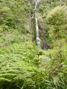 Waterfall in lush Forest Waitakere, New Zealand Royalty Free Stock Photo