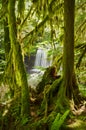Waterfall in lush green mossy forest