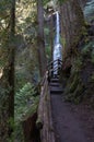 Waterfall of Marymere Falls, Olympic Peninsula, USA