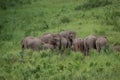 Bunch of elephant
