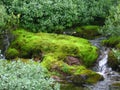 Waterfall and moss