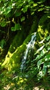 Waterfall and moss, beautiful nature landscape, Plitvice Lakes in Croatia, National Park, sunny day Royalty Free Stock Photo