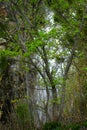 Waterfall in Motion Water Flowing Blur Blurry with Sharp Trees Royalty Free Stock Photo