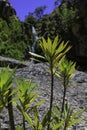 Waterfall and mountain flora