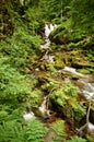 Waterfall and mountain river in the amazing Carpathian forests