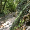 Mountain river Pshada in Krasnodarsky Krai