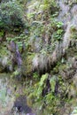 Waterfall and nature in levadas, Madeira island forest, Portugal Royalty Free Stock Photo