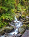 Waterfall in New zealand rain forest Royalty Free Stock Photo