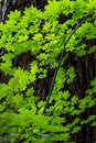 Vine maple leaves in Oregon Forest in the Cascades Royalty Free Stock Photo