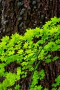 Vine maple leaves in Oregon Forest in the Cascades Royalty Free Stock Photo