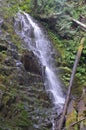 Waterfall in Oregon`s Tillamook State Forest Royalty Free Stock Photo
