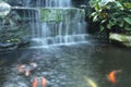 Waterfall over the Fancy carp pond Royalty Free Stock Photo