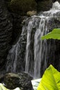 Waterfall Over Mossy Rocks With Green Leaves at Fairchild Tropical Botanic Garden in Southern Florida