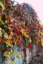 Waterfall of Purple, Violet, Yellow, Green, Red and Orange Autumn Leaves Royalty Free Stock Photo