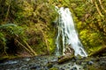 Waterfall in rain forest, Olympic national Park Royalty Free Stock Photo