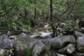 Waterfall in the Rain Forest. Waterfall. Tree fern waterfall tropical rain forest paradise