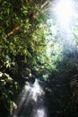 Waterfall, rainforest and trees on landscape with sunshine, growth and sustainability in summer with rocks. River Royalty Free Stock Photo