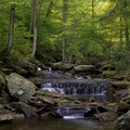 Waterfall in Ricketts Glen park Royalty Free Stock Photo