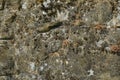 Waterfall with rocks in the mountains across forest. Natural backgroundtexture of gray old stone wall with white mold. Background. Royalty Free Stock Photo